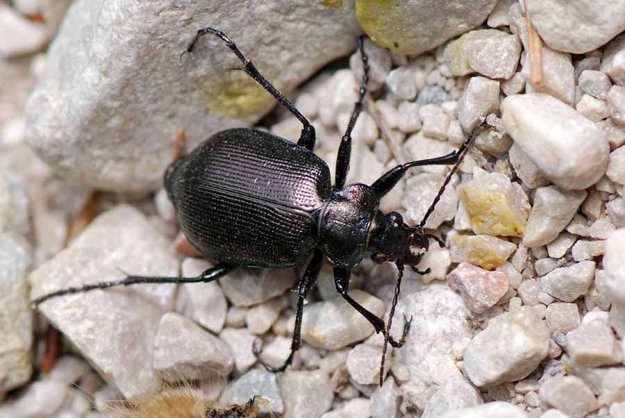 Aggiungi un posto a tavola: Calosoma inquisitor & Co.